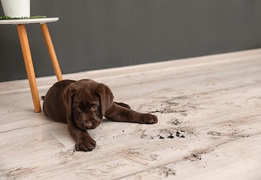 Pet-Friendly Laminate | Vision Flooring