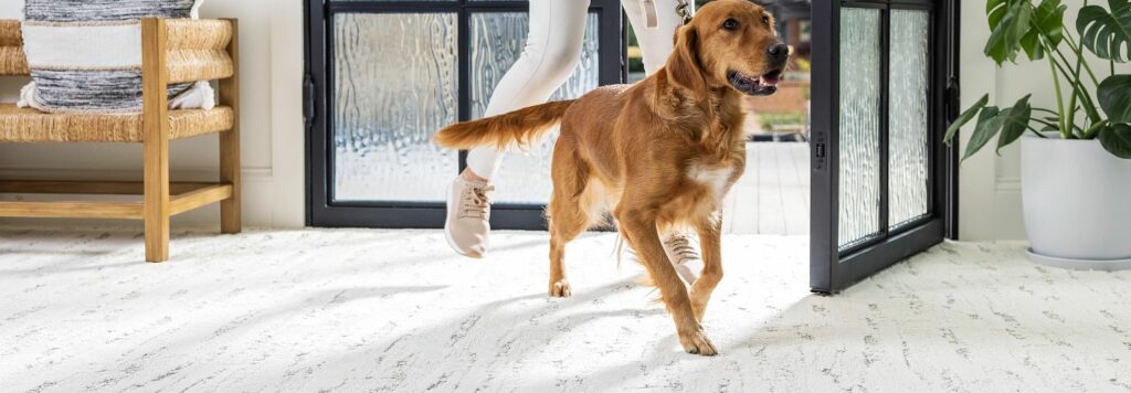 Dog running in living room | Vision Flooring